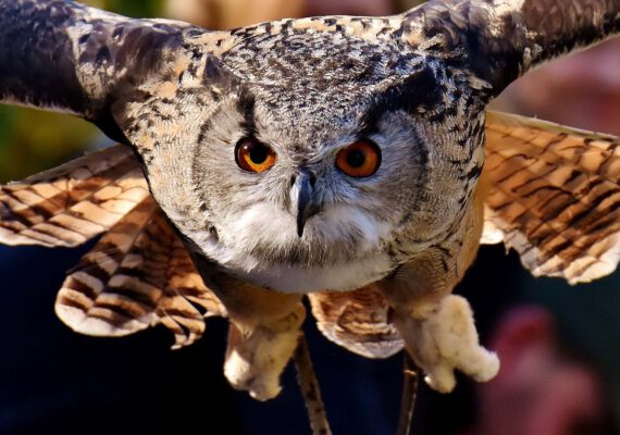 wufka-reisen-package-bayerwald-tierpark-und-arnbruck