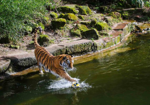 wufka-reisen-package-tiergarten-nuernberg